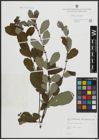 Foto von Salix atrocinerea Brot.